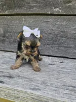 Mabel Ckc, a female Yorkshire Terrier for sale in Blairsville, GA – 2 of 4