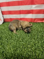 Dasher , a male Yorkshire Terrier and Miniature Dachshund for sale in Blairsville, GA – 2 of 4