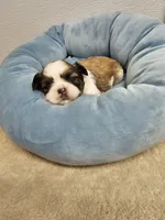 Dakota Ckc, a male Shih Tzu for sale in Blairsville, GA – 7 of 8