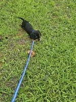 Charlie Ckc, a male Miniature Dachshund for sale in Blairsville, GA – 6 of 10