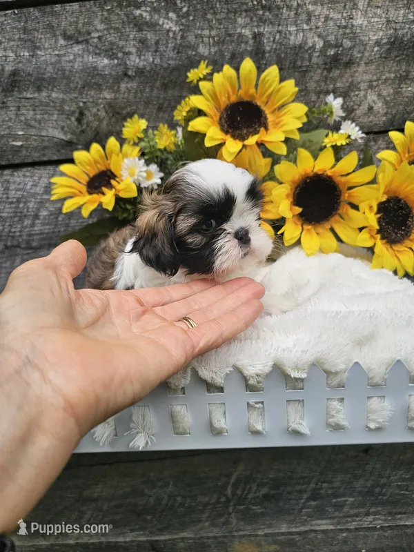 Marco Ckc – Shih Tzu puppy for sale in Blairsville, GA