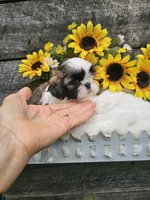 Marco Ckc, a male Shih Tzu for sale in Blairsville, GA – 1 of 9