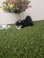 Willow Ckc, a female Shih Tzu for sale in Blairsville, GA – 8 of 8