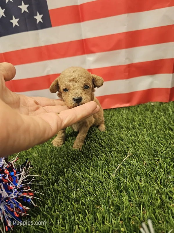 Penny Ckc, a female Poodle - Toy  for sale in Blairsville, GA – 1 of 3