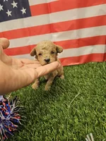 Penny Ckc, a female Poodle - Toy  for sale in Blairsville, GA – 1 of 3