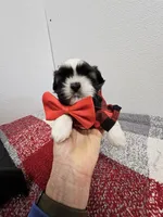 Gordon Ckc, a male Shih Tzu for sale in Blairsville, GA – Photo 3 of 5