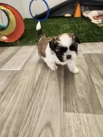 Gordon Ckc, a male Shih Tzu for sale in Blairsville, GA – Photo 2 of 5