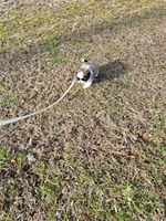 Gordon Ckc, a male Shih Tzu for sale in Blairsville, GA – Photo 5 of 5