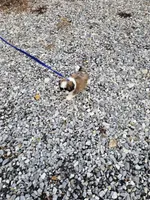 Gordon Ckc, a male Shih Tzu for sale in Blairsville, GA – Photo 4 of 5