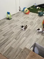 Gordon Ckc, a male Shih Tzu for sale in Blairsville, GA – Photo 1 of 5