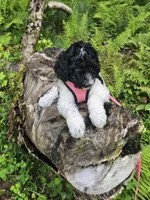 Selena Ckc, a female Poodle - Standard  for sale in Blairsville, GA – 3 of 10