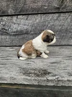 Dakota Ckc, a male Shih Tzu for sale in Blairsville, GA – 5 of 8