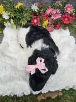 Harper Ckc, a female Poodle - Standard  for sale in Blairsville, GA – 5 of 6