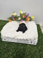 Jaguar Ckc, a male Poodle - Toy  for sale in Blairsville, GA – 6 of 6
