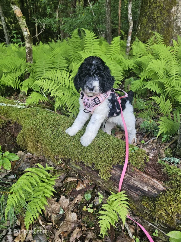 Lacey Ckc – Poodle - Standard  puppy for sale in Blairsville, GA