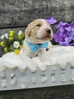 Duncan Ckc, a male Poodle - Standard  for sale in Blairsville, GA – 2 of 5