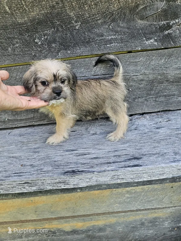 Dexter  – Shorkie puppy for sale in Blairsville, GA