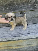 Dexter , a male Shorkie for sale in Blairsville, GA – 1 of 9
