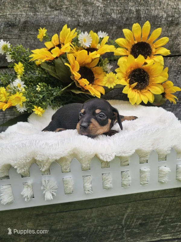Charlie Ckc – Miniature Dachshund puppy for sale in Blairsville, GA
