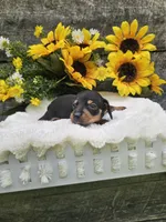 Charlie Ckc, a male Miniature Dachshund for sale in Blairsville, GA – 1 of 4