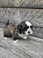 Cody Ckc, a male Shih Tzu for sale in Blairsville, GA – 3 of 4