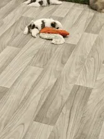 Dolly, a female Shorkie for sale in Blairsville, GA – 9 of 9