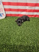 Jasmo , a female Yorkshire Terrier and Miniature Dachshund for sale in Blairsville, GA – 3 of 3