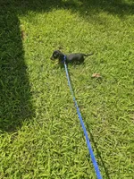 Charlie Ckc, a male Miniature Dachshund for sale in Blairsville, GA – 7 of 10