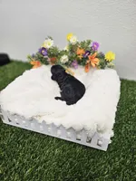 Jaguar Ckc, a male Poodle - Toy  for sale in Blairsville, GA – 5 of 6