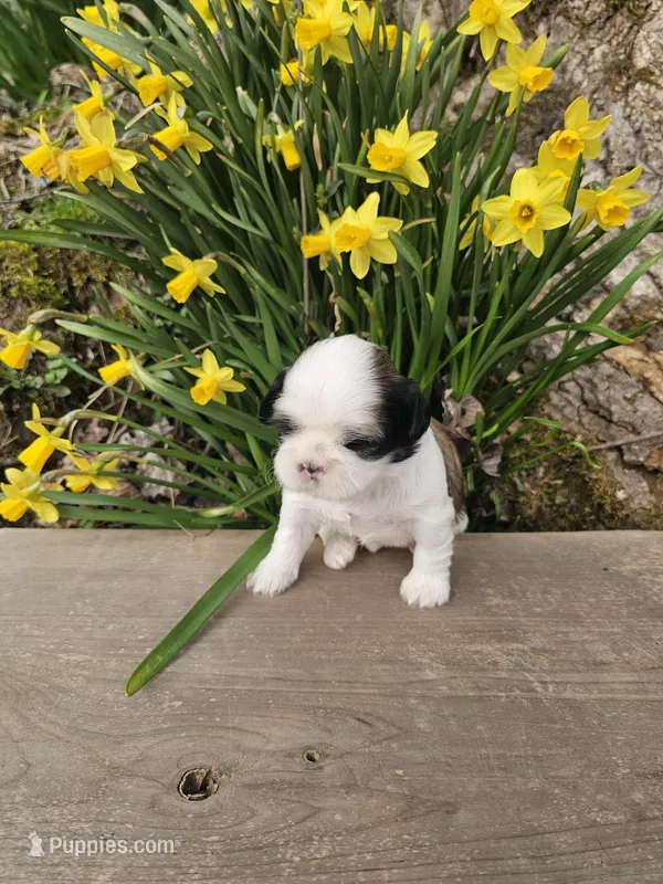 Hana Ckc – Shih Tzu puppy for sale in Blairsville, GA