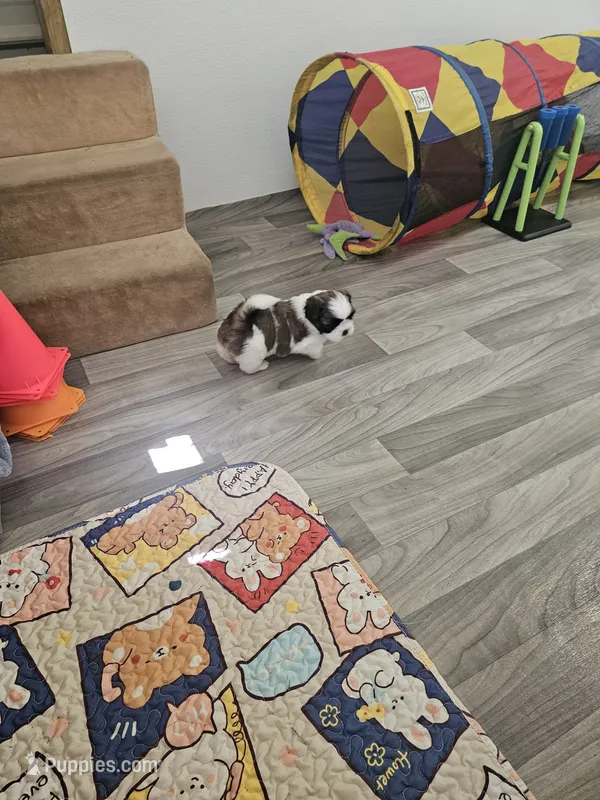 Shay Ckc – Shih Tzu puppy for sale in Blairsville, GA