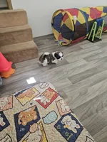 Shay Ckc, a female Shih Tzu for sale in Blairsville, GA – 2 of 10