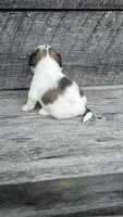 GiGi Ckc, a female Shih Tzu for sale in Blairsville, GA – 2 of 5