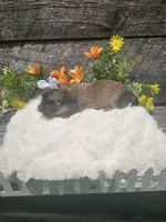 Georgie , a female Shorkie for sale in Blairsville, GA – 2 of 9