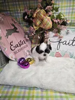 Kasey Ckc, a female Shih Tzu for sale in Blairsville, GA – Photo 8 of 10