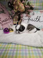 Kasey Ckc, a female Shih Tzu for sale in Blairsville, GA – Photo 7 of 10