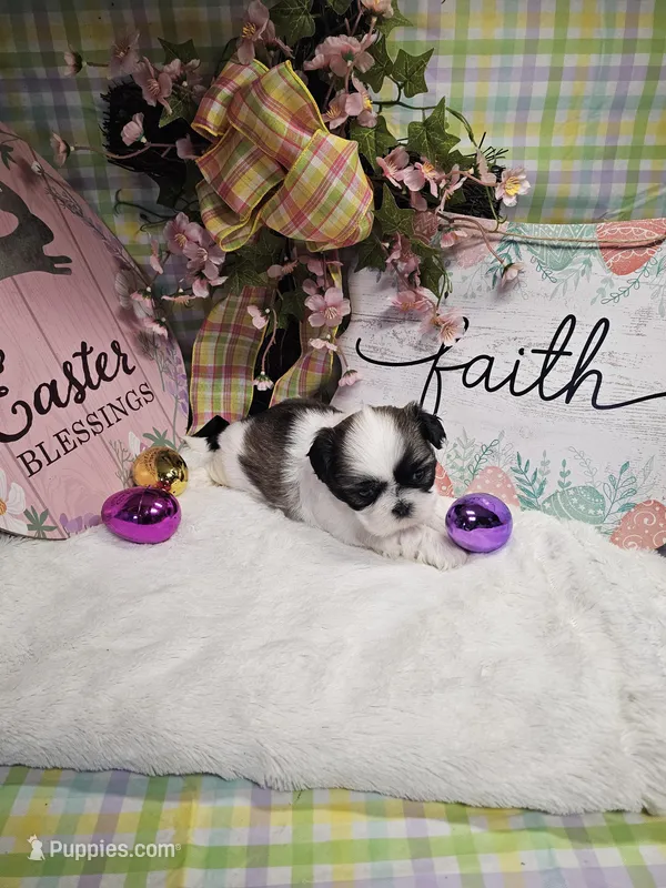 Kasey Ckc – Shih Tzu puppy on hold in Blairsville, GA