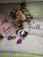 Kasey Ckc, a female Shih Tzu for sale in Blairsville, GA – Photo 10 of 10