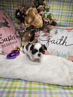 Kasey Ckc, a female Shih Tzu for sale in Blairsville, GA – Photo 9 of 10