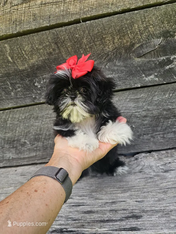 Willow Ckc – Shih Tzu puppy for sale in Blairsville, GA