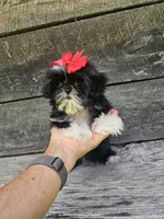 Willow Ckc, a female Shih Tzu for sale in Blairsville, GA – 1 of 9