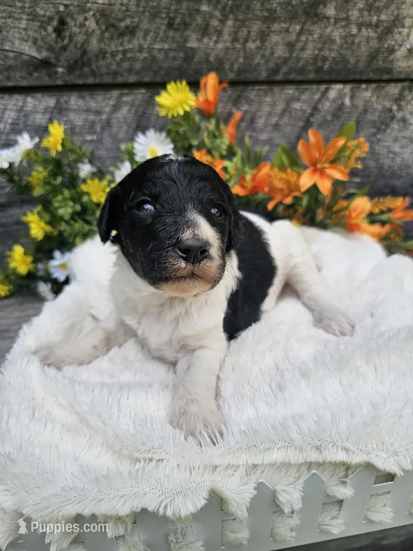 Selena Ckc – Poodle - Standard  puppy for sale in Blairsville, GA