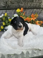 Selena Ckc, a female Poodle - Standard  for sale in Blairsville, GA – 1 of 5
