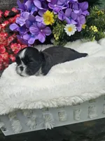 Willow Ckc, a female Shih Tzu for sale in Blairsville, GA – 4 of 4