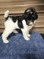 Selena Ckc, a female Poodle - Standard  for sale in Blairsville, GA – 10 of 10