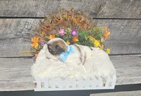 Benji Ckc, a male Shih Tzu for sale in Blairsville, GA – 2 of 10