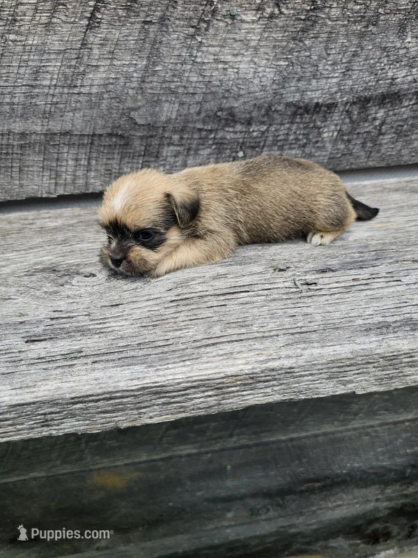 Dexter  – Shorkie puppy for sale in Blairsville, GA