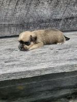 Dexter , a male Shorkie for sale in Blairsville, GA – 1 of 7