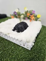 Ebony Ckc, a male Poodle - Toy  for sale in Blairsville, GA – 6 of 6