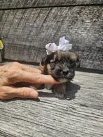 Georgie , a female Shorkie for sale in Blairsville, GA – 3 of 9